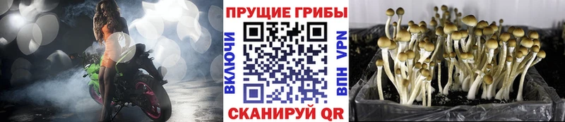 где найти наркотики  Туймазы  Галлюциногенные грибы ЛСД 